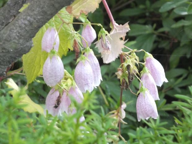 13717219_10209897936273732_1482595830329385610_o