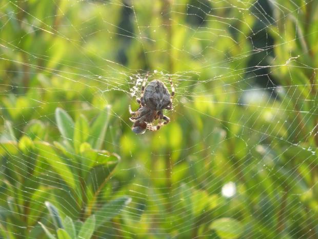 13717487_10209897902112878_745618229148123380_o